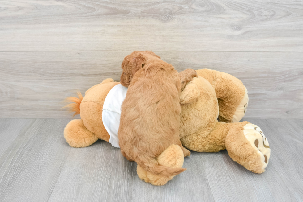 Mini Goldendoodle Puppy for Adoption