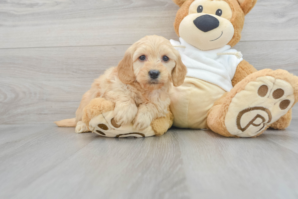 Best Mini Goldendoodle Baby