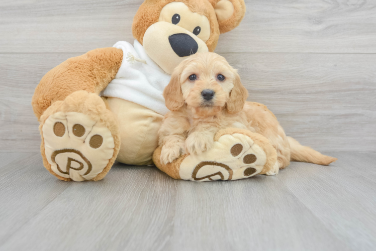 Friendly Mini Goldendoodle Baby