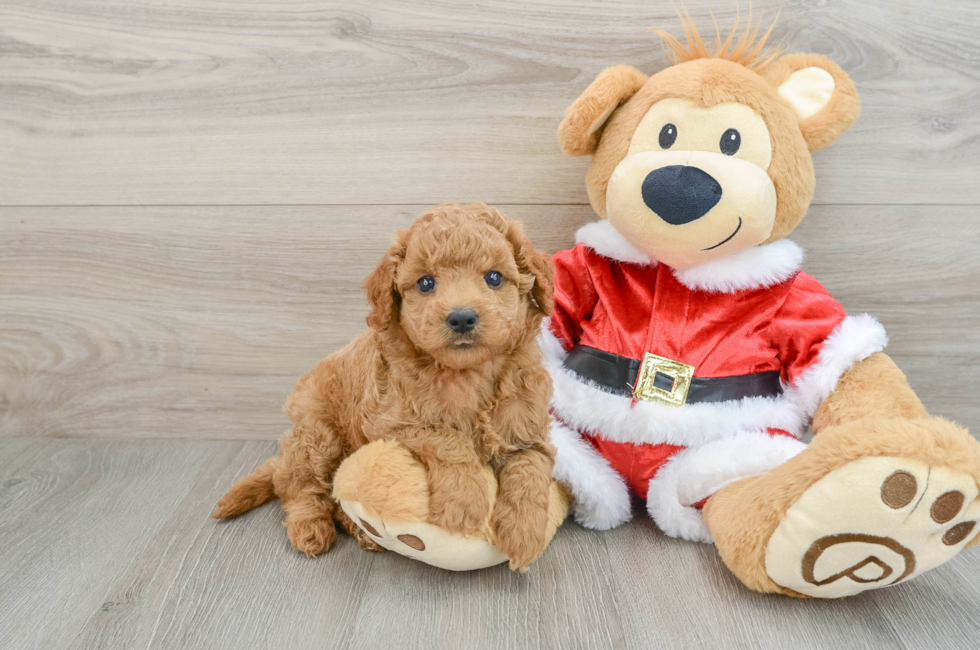 6 week old Mini Goldendoodle Puppy For Sale - Premier Pups