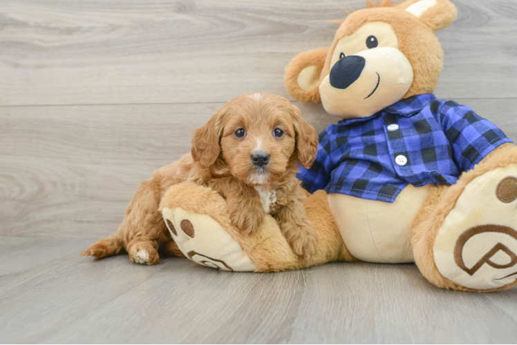 Mini Goldendoodle Pup Being Cute