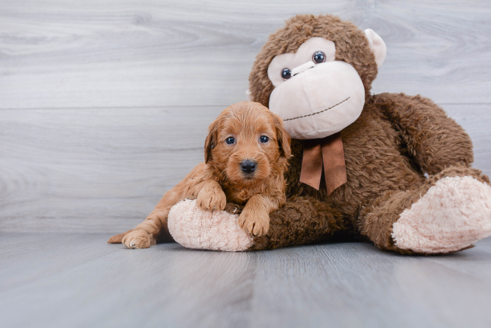 Mini Goldendoodle Puppy for Adoption