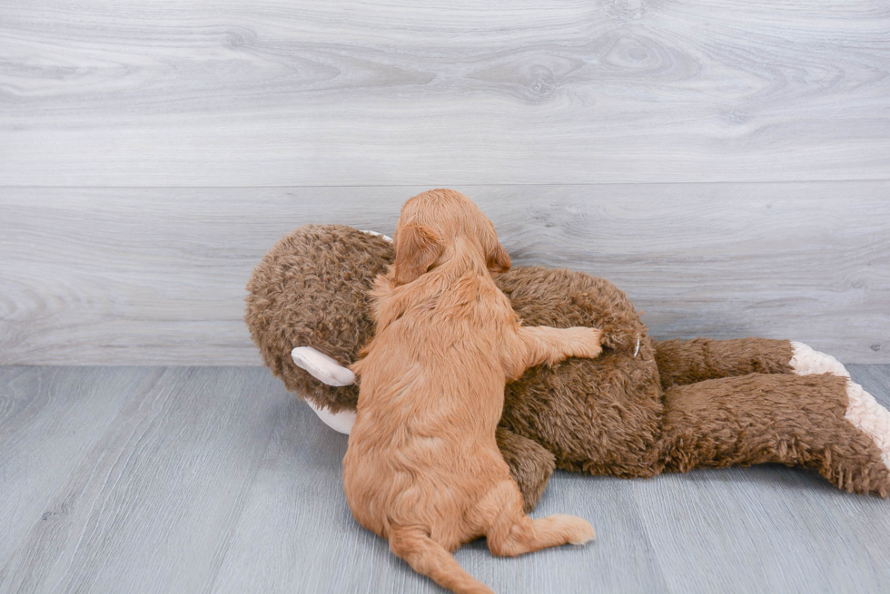 Mini Goldendoodle Pup Being Cute