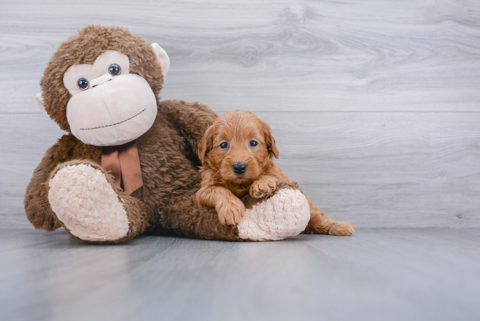 Mini Goldendoodle Puppy for Adoption