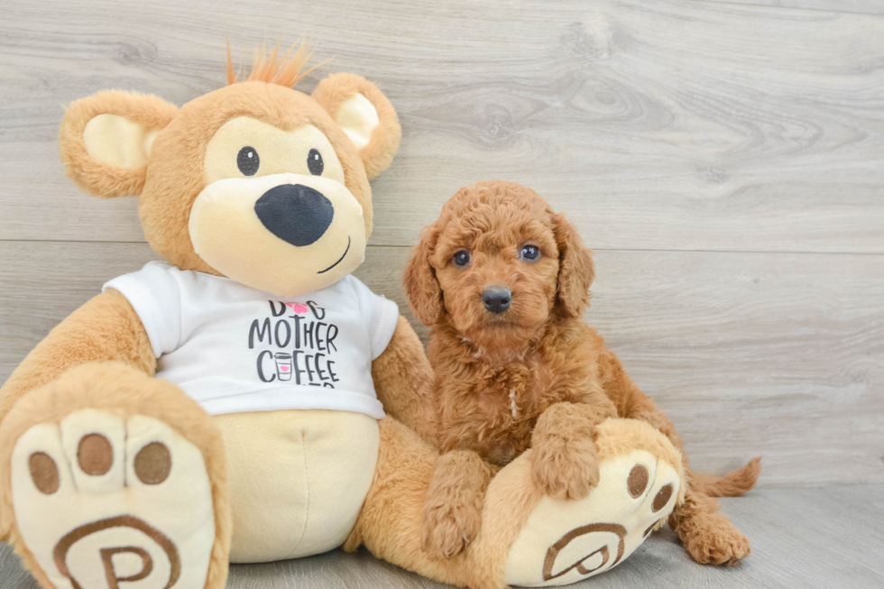 Happy Mini Goldendoodle Baby