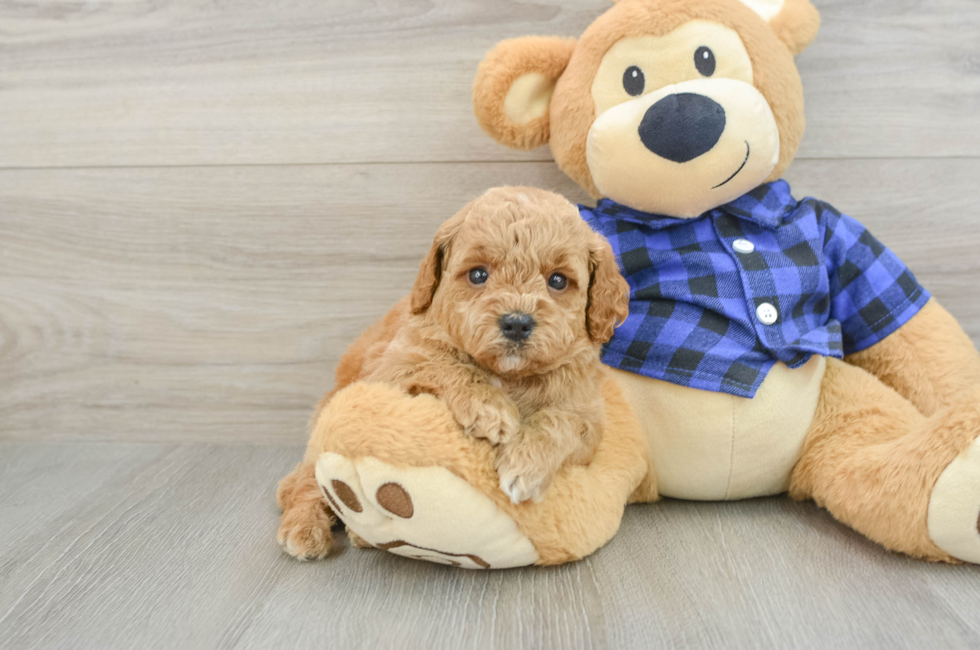 5 week old Mini Goldendoodle Puppy For Sale - Premier Pups