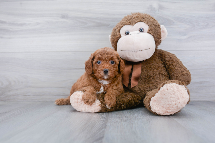 Best Mini Goldendoodle Baby