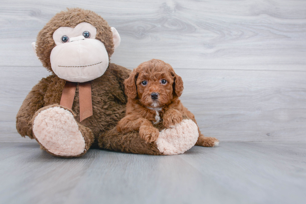 Adorable Golden Retriever Poodle Mix Puppy