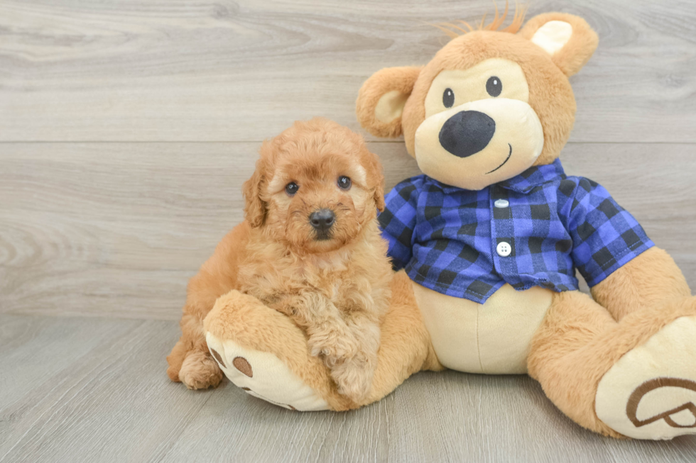 Mini Goldendoodle Pup Being Cute