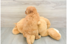 Cute Mini Goldendoodle Baby