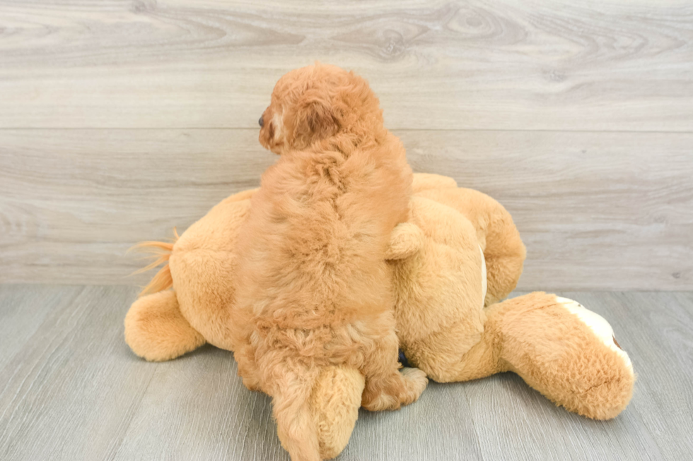 Cute Mini Goldendoodle Baby