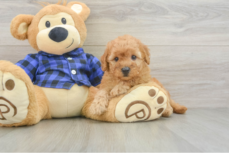 Mini Goldendoodle Pup Being Cute