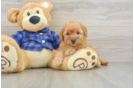 Mini Goldendoodle Pup Being Cute