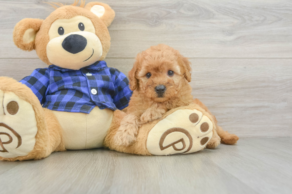 Mini Goldendoodle Pup Being Cute