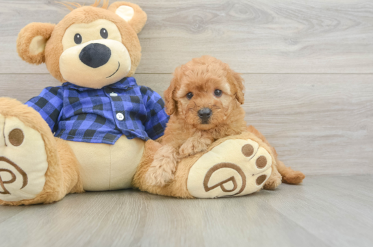 Mini Goldendoodle Pup Being Cute