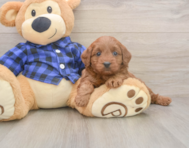 7 week old Mini Goldendoodle Puppy For Sale - Premier Pups