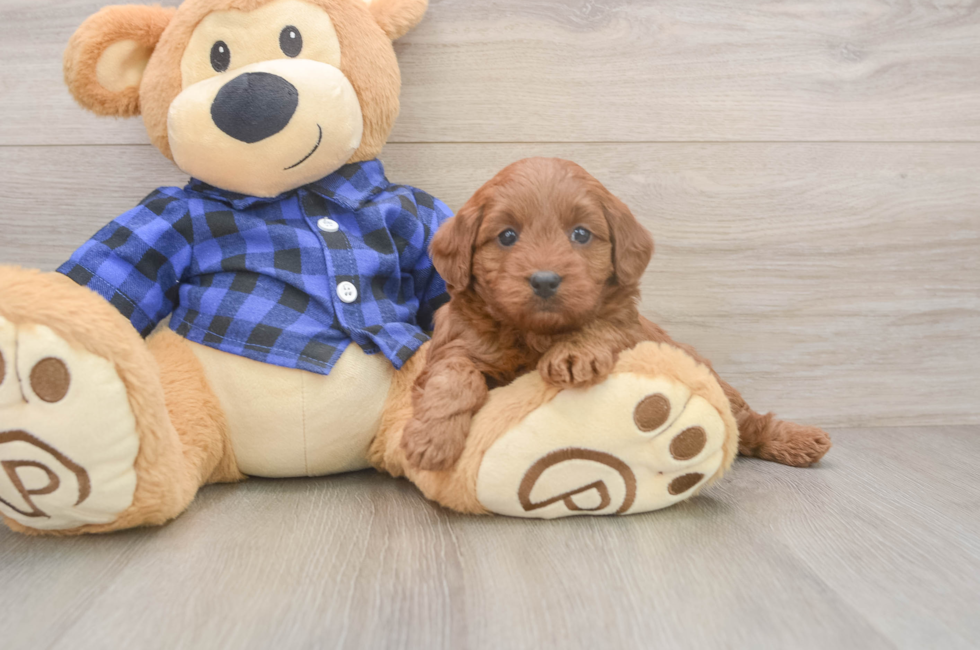 5 week old Mini Goldendoodle Puppy For Sale - Premier Pups