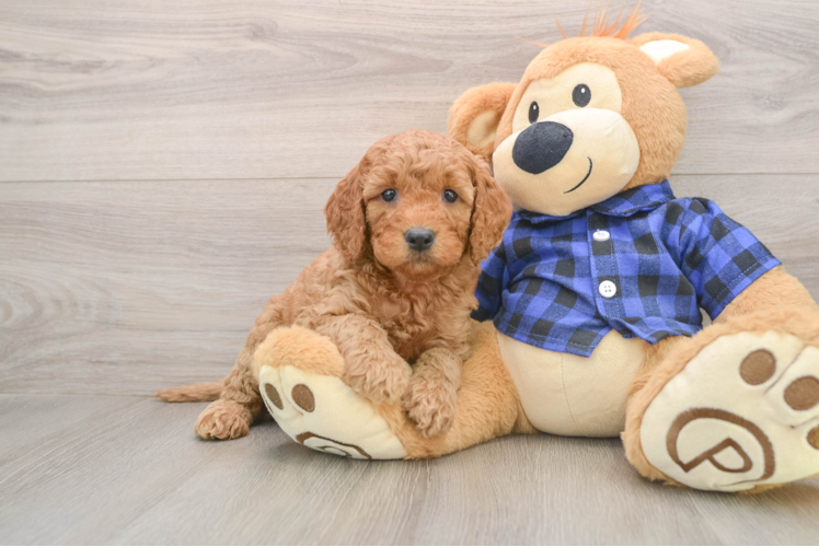 Fluffy Mini Goldendoodle Poodle Mix Pup
