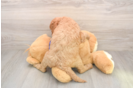 Mini Goldendoodle Pup Being Cute