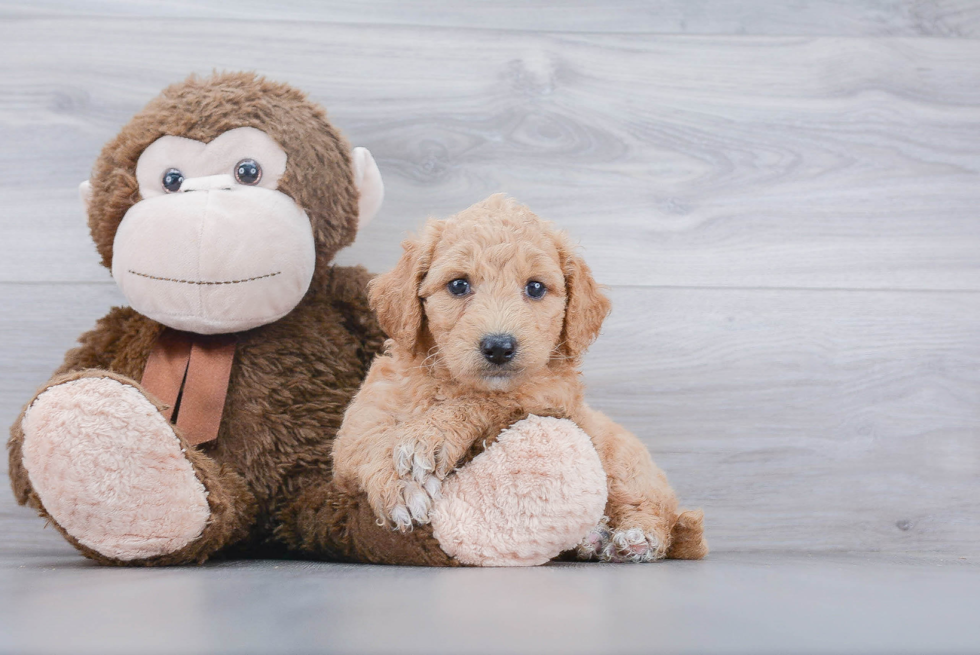 Best Mini Goldendoodle Baby