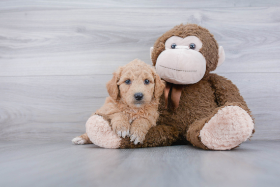 Mini Goldendoodle Pup Being Cute