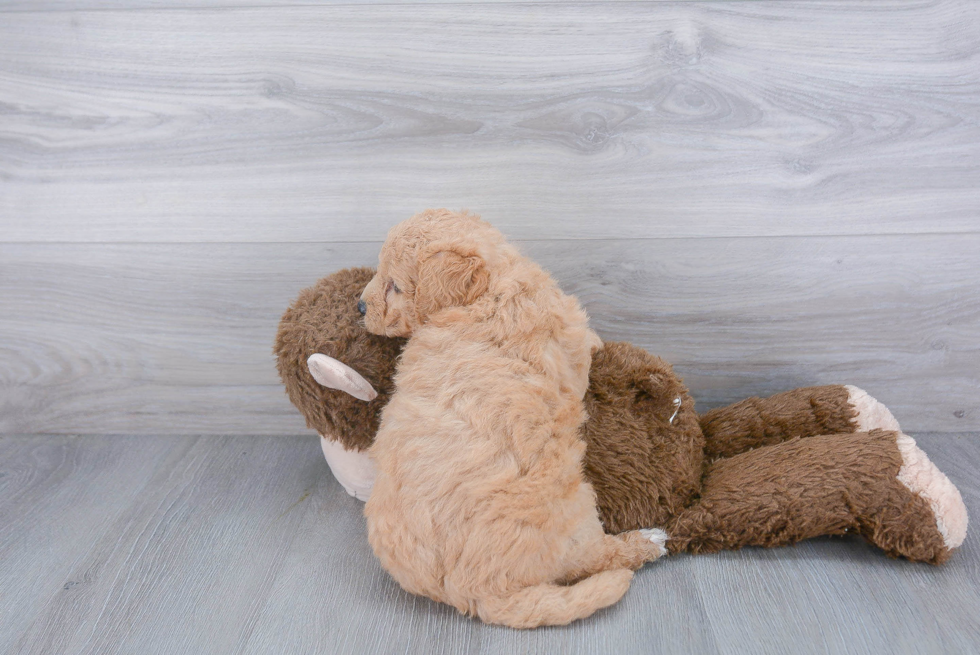 Small Mini Goldendoodle Baby