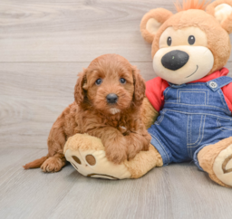 6 week old Mini Goldendoodle Puppy For Sale - Premier Pups