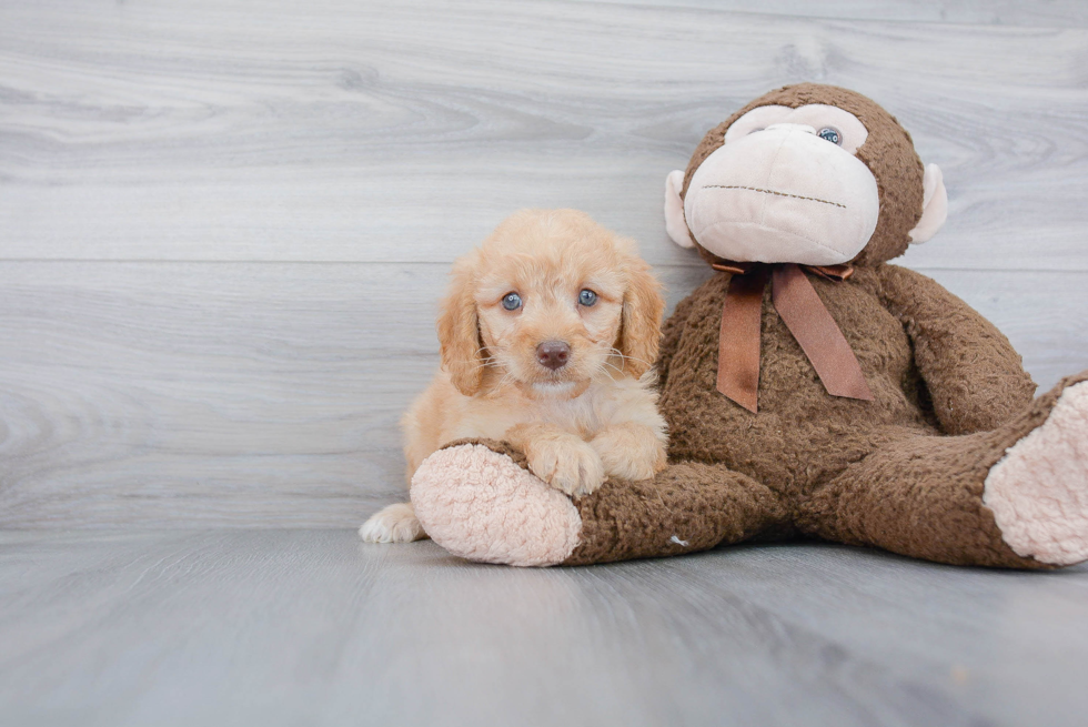 Fluffy Mini Goldendoodle Poodle Mix Pup