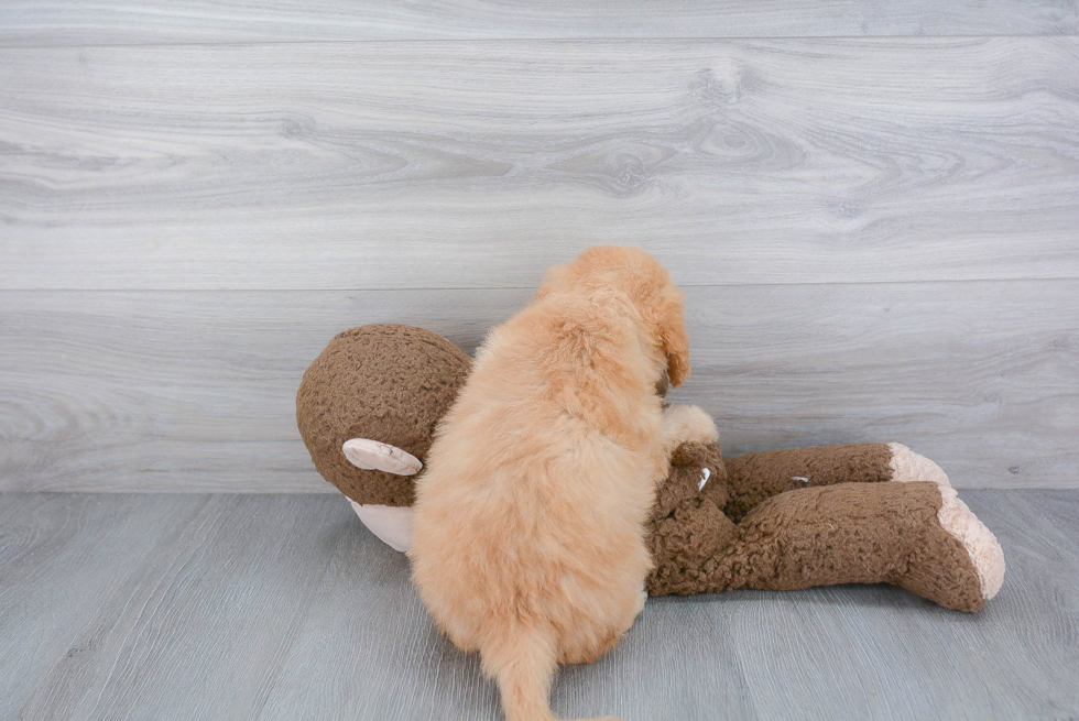 Mini Goldendoodle Pup Being Cute