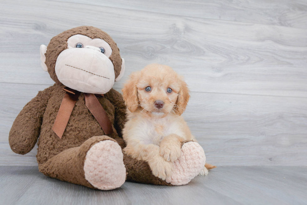 Mini Goldendoodle Pup Being Cute