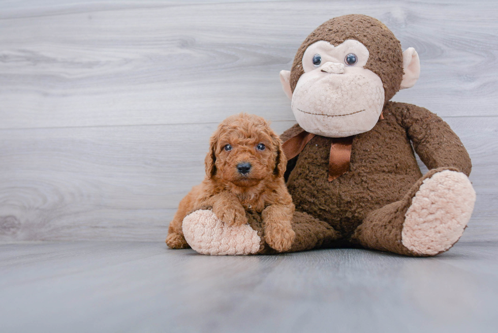 Happy Mini Goldendoodle Baby