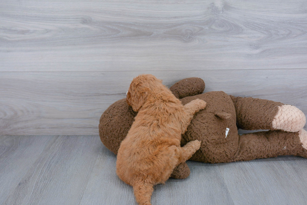 Mini Goldendoodle Pup Being Cute