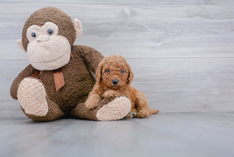 Best Mini Goldendoodle Baby