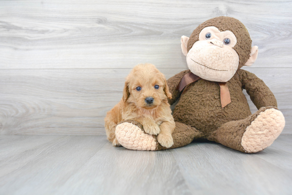 Best Mini Goldendoodle Baby