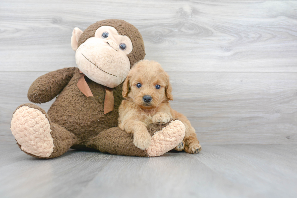 Mini Goldendoodle Puppy for Adoption