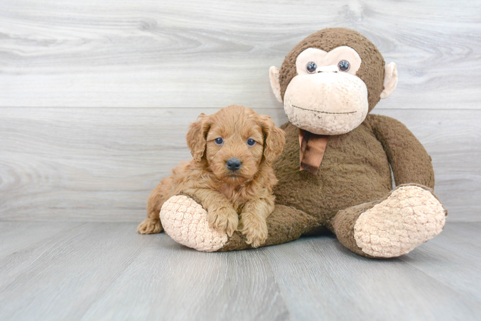 Friendly Mini Goldendoodle Baby