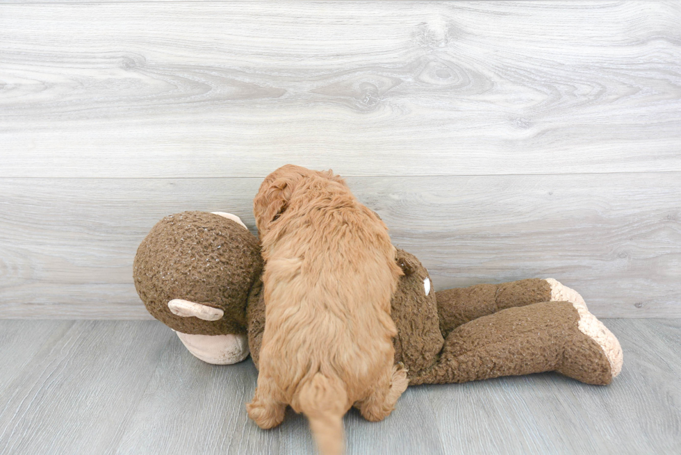 Smart Mini Goldendoodle Poodle Mix Pup