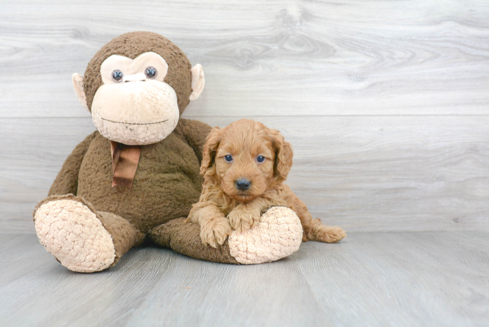 Mini Goldendoodle Pup Being Cute