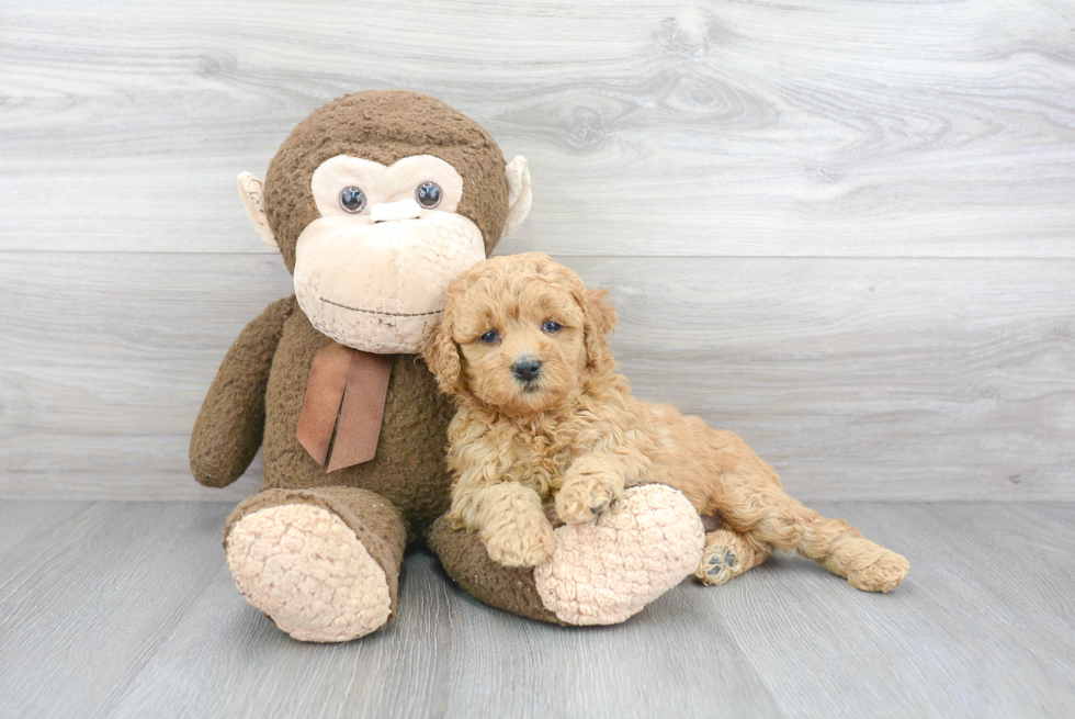 Little Golden Retriever Poodle Mix Puppy