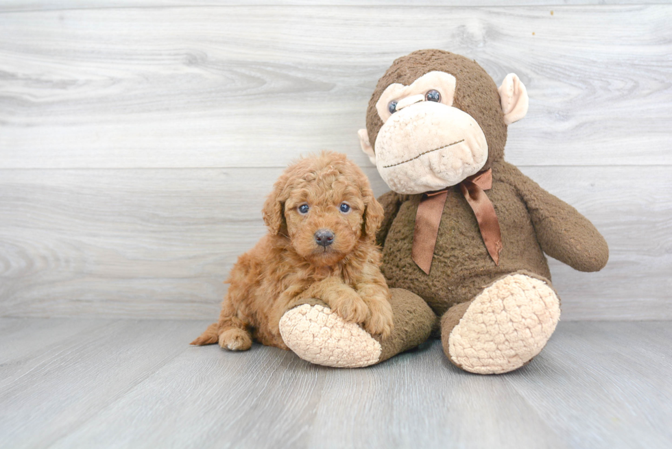 Sweet Mini Goldendoodle Baby