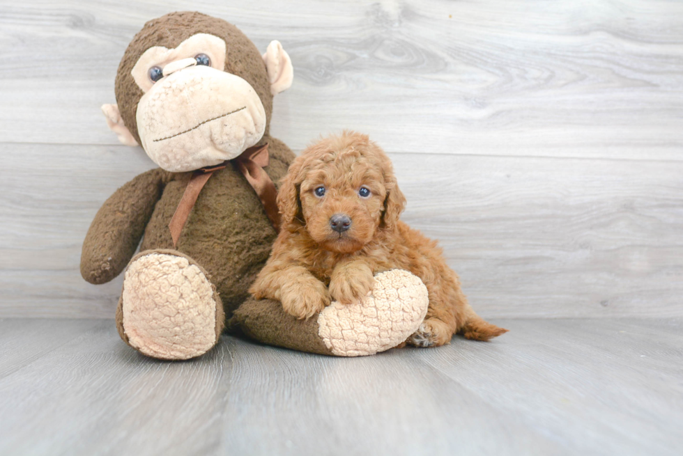 Mini Goldendoodle Pup Being Cute