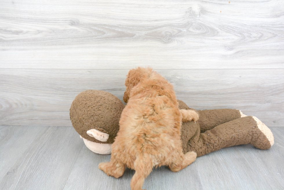 Mini Goldendoodle Puppy for Adoption