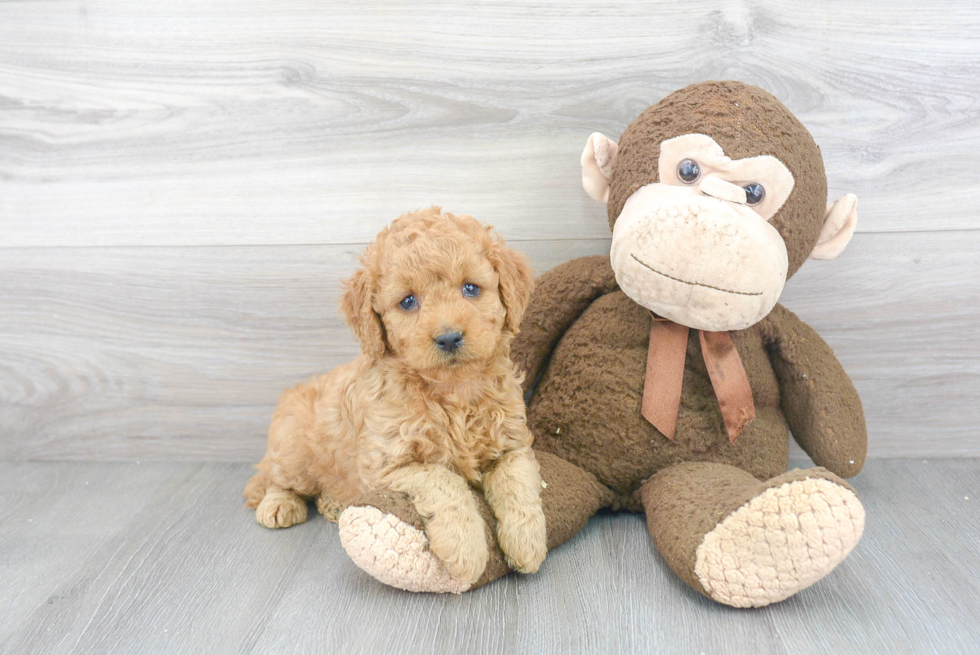 Mini Goldendoodle Puppy for Adoption