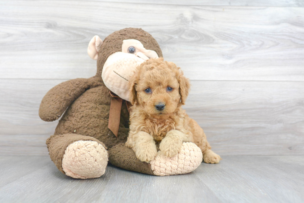 Petite Mini Goldendoodle Poodle Mix Pup