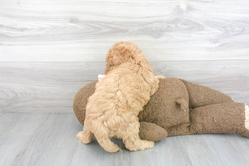 Popular Mini Goldendoodle Poodle Mix Pup