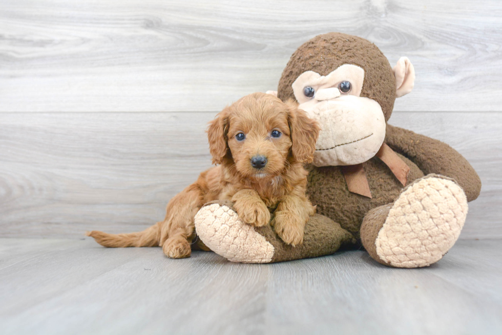 Mini Goldendoodle Puppy for Adoption