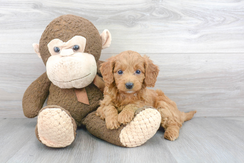 Mini Goldendoodle Puppy for Adoption