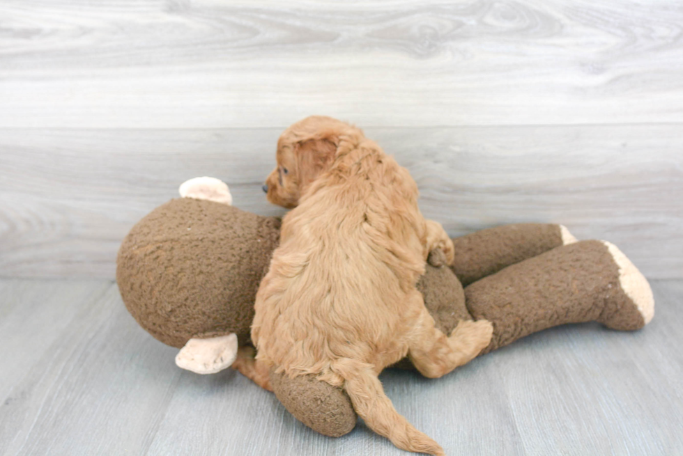 Fluffy Mini Goldendoodle Poodle Mix Pup