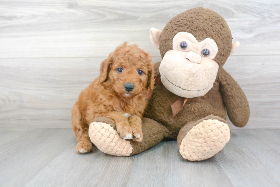 Energetic Golden Retriever Poodle Mix Puppy