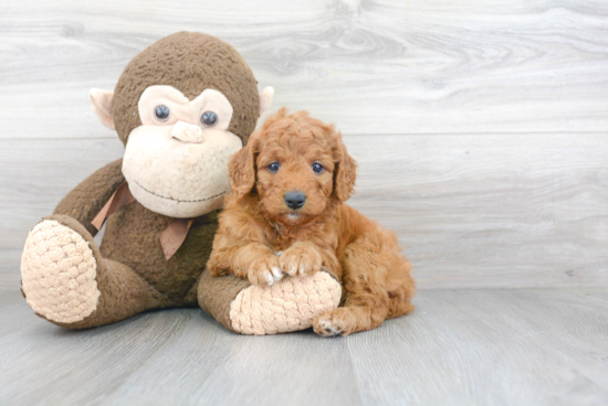 Little Golden Retriever Poodle Mix Puppy